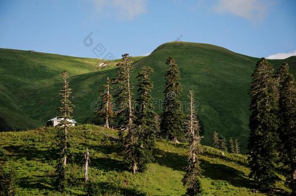 风景关于草地和松树和建筑物