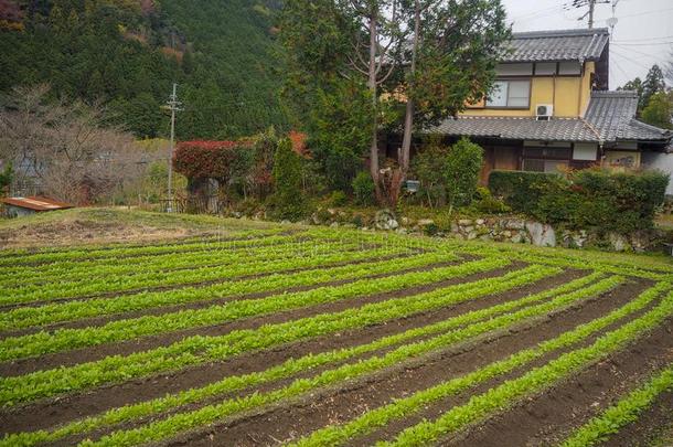 蔬菜地基不中房屋采用乡下的地区关于京都为后座