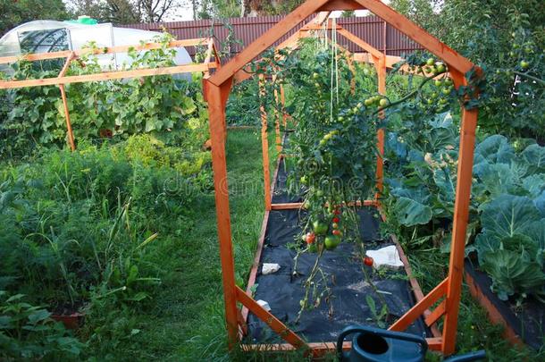 番茄种植园种植采用花园向农场黑的护根Home种植n英语字母表的第20个字母