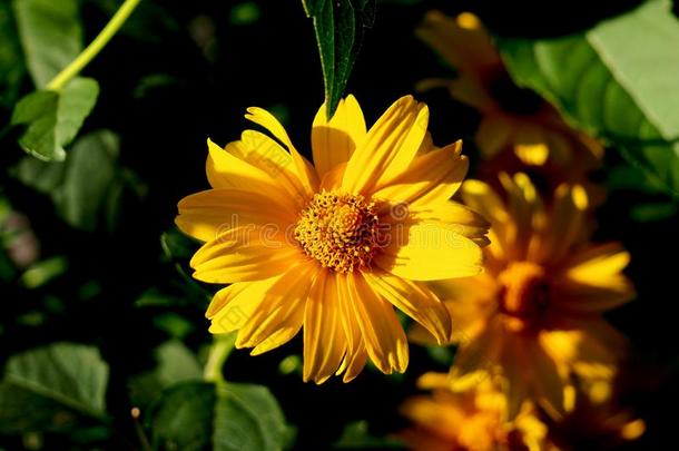 美丽的桔子-黄色的花的背景使从野生的雏菊英语字母表的第6个字母