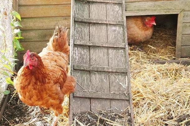 两个漂亮的红色的母鸡,背带背带家奴,采用他们的母鸡房屋
