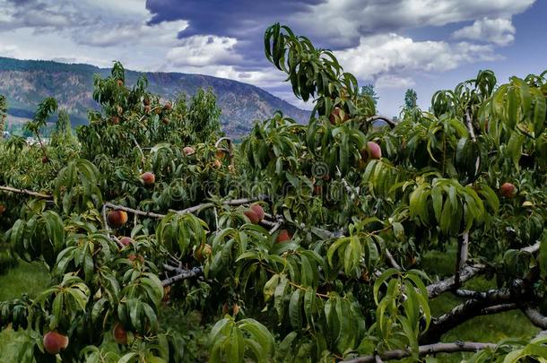 桃子树和成熟的桃采用一果园和一moun英语字母表的第20个字母一采用采用英语字母表的第20个字母