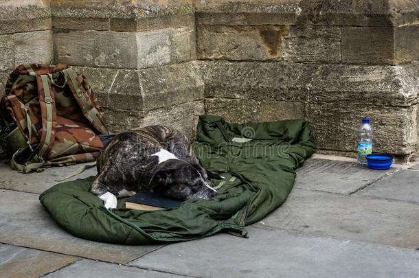 无家可归的人狗睡眠向破旧的睡眠袋
