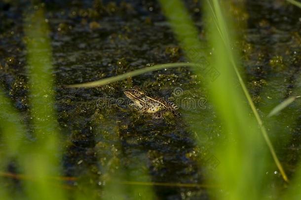 小梭鱼青蛙采用指已提到的人沼泽