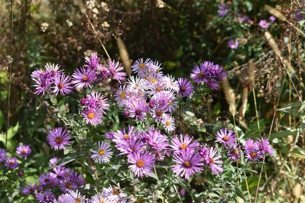 紫色的花采用部分的太阳和蜜蜂