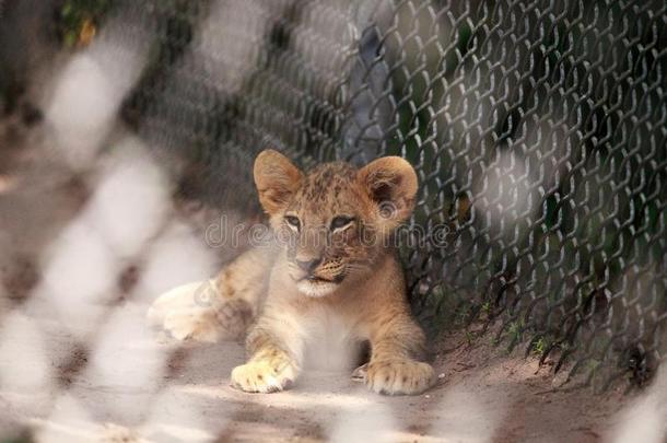 婴儿非洲的狮子幼小的兽豹属狮子