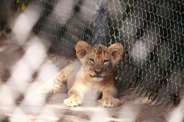 婴儿非洲的狮子幼小的兽豹属狮子