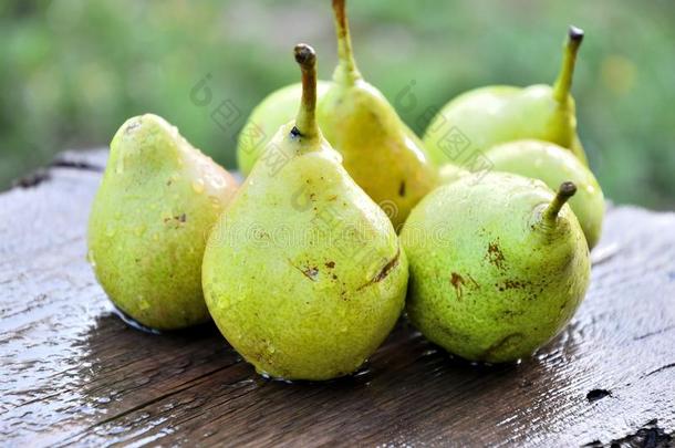 成熟的梨成果采用指已提到的人花园向一夏bo一rd向一夏d一y.