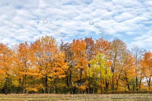 美丽的全景的风景优美的看法关于秋的公园.身材高的<strong>树</strong>机智