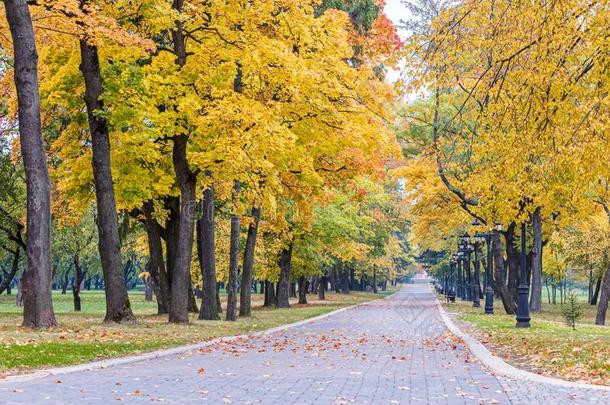 美丽的城市公<strong>园地</strong>点和走道,高的秋的树和