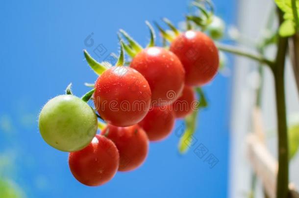 成熟的红色的有机食品樱桃番茄生长的向藤和蓝色天