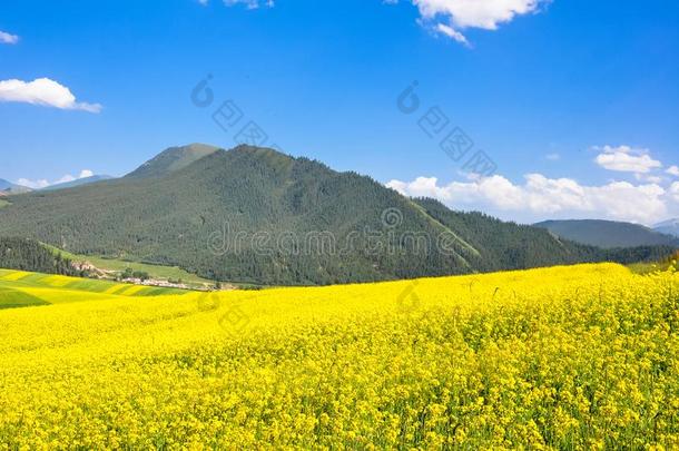 油菜花田