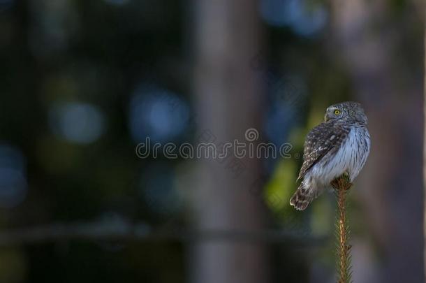 欧亚的俾格米人猫头鹰-透明的鸟儿中的麻雀
