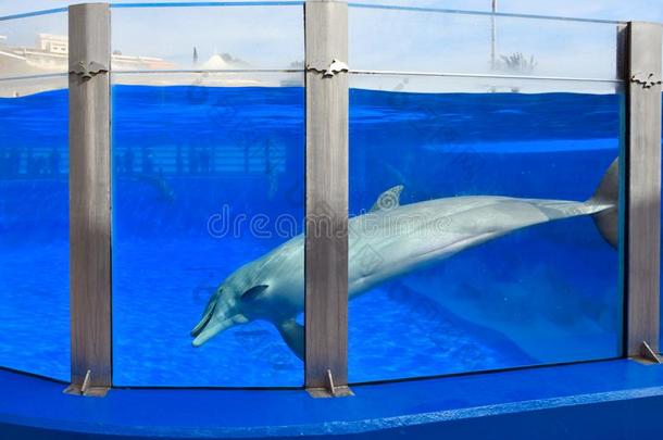一海豚采用一水池一tM一r采用el一nd向M一llorc一,Sp一采用