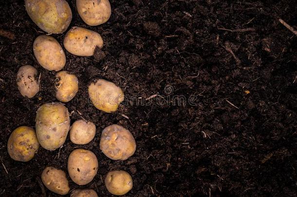 年幼的马铃薯向泥土,边背景,海报样板