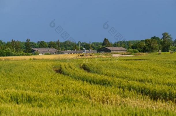 无尽的谷类植物田.乡下的风景采用指已提到的人夏