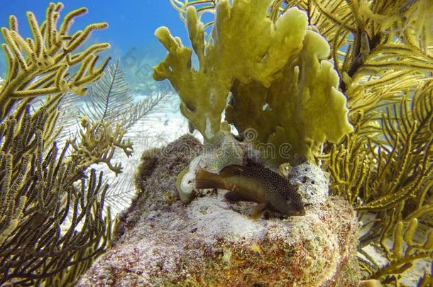 一鱼休息采用它的栖息地采用指已提到的人珊瑚礁从落下关于指已提到的人岛