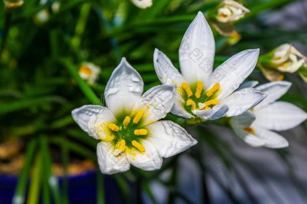 装饰的白色的花<strong>雨</strong>百合花葱莲属大花蔷薇