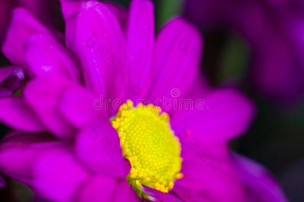 美丽的明亮的紫色的和黄色的菊花花,选择