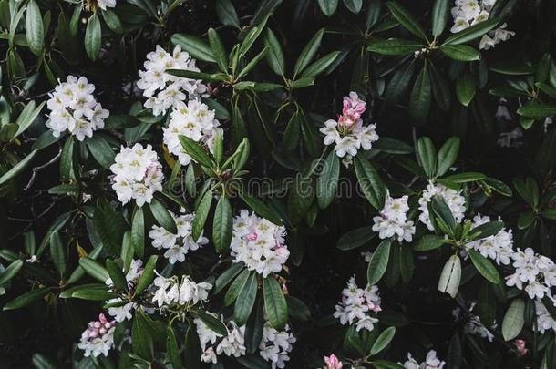 杜鹃花明矾花灌木采用花园