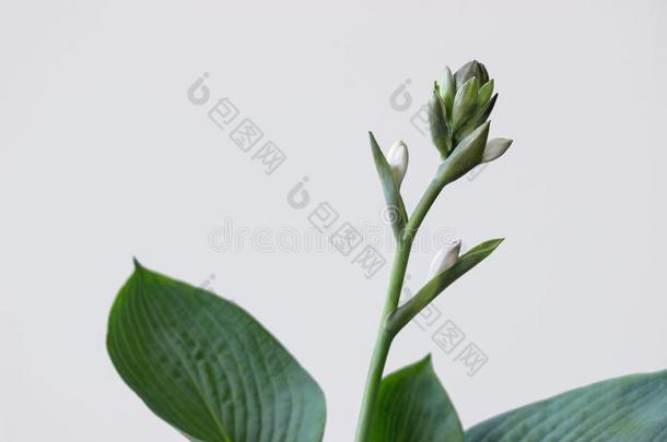 玉簪<strong>新浪</strong>网植物和花向白色的背景