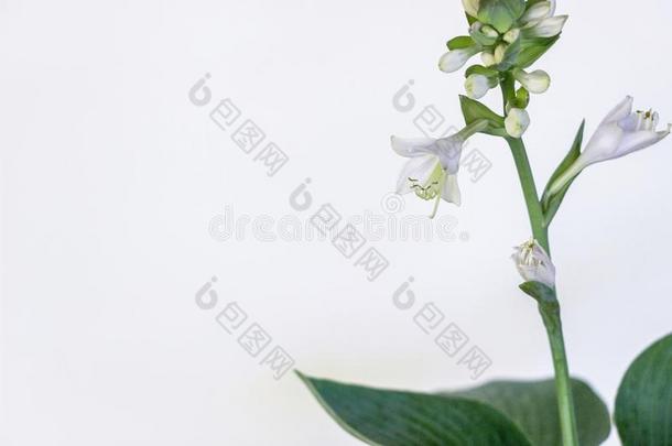 玉簪新浪网植物和花向白色的背景