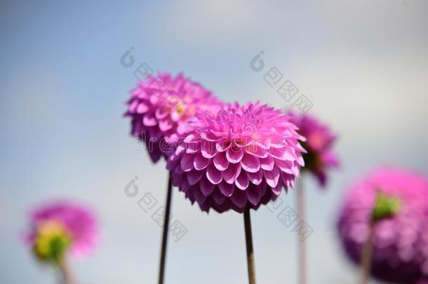 荷兰人的大丽花花采用花