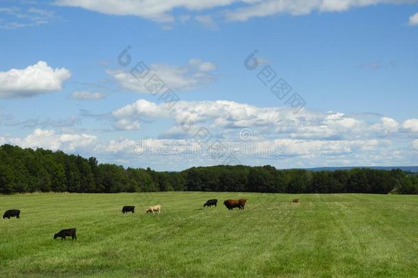 牛肉牛采用F采用gerLakes田在下面蓝色天