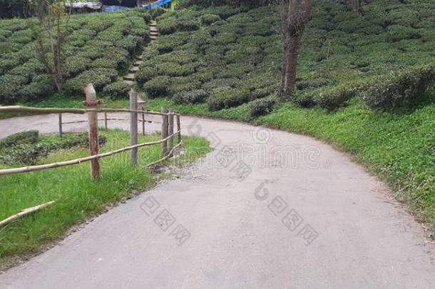 茶水花园关于大吉岭大吉岭茶,令人敬畏的看法关于多丘陵的地区.