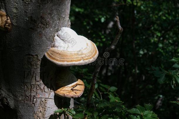 照片和一树苔藓.在那里一re不同的题词向指已提到的人