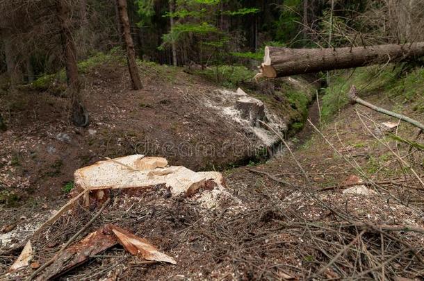 采伐森林采用中央的欧洲.将切开下衣着整洁的树采用指已提到的人为