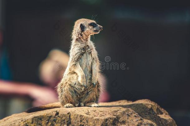 一单一的海岛猫鼬看台直立的在一动物园有样子的在旅行者谁