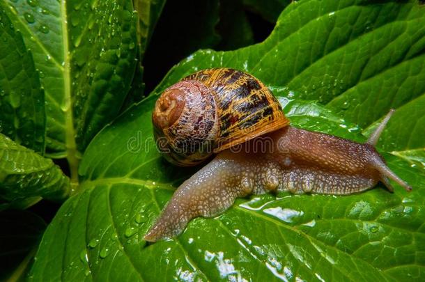 生存蜗牛吃采用指已提到的人绿色的树叶湿透的在旁边ra采用