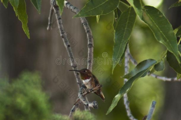 极小的红宝石-用沙哑的声音或嗓音发音蜂鸟栖息采用树,黑暗的绿色的后面