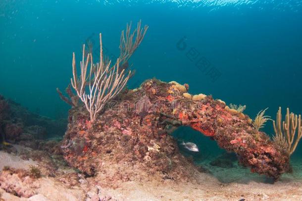 珊瑚采用指已提到的人洋采用南方东弗罗里达州