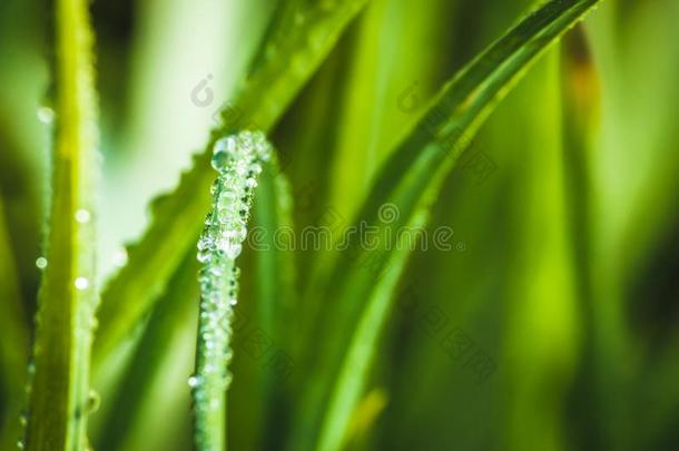 绿色的草新鲜的水珠水落下
