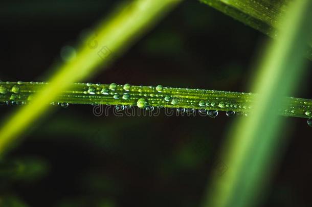 绿色的草新鲜的水珠水落下