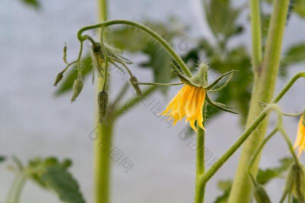 花向番茄植物生长的采用一温室关-在上面