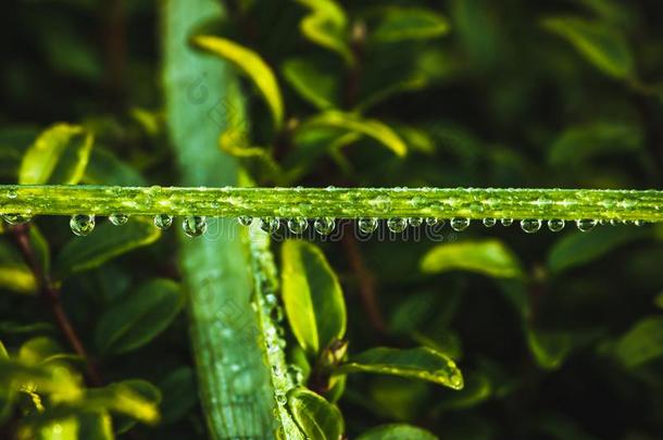 绿色的草新鲜的水珠水落下