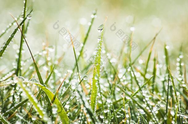 绿色的草新鲜的水珠水落下