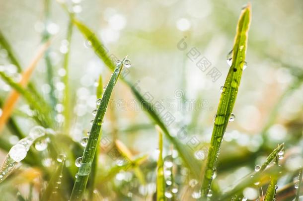 绿色的草新鲜的水珠水落下