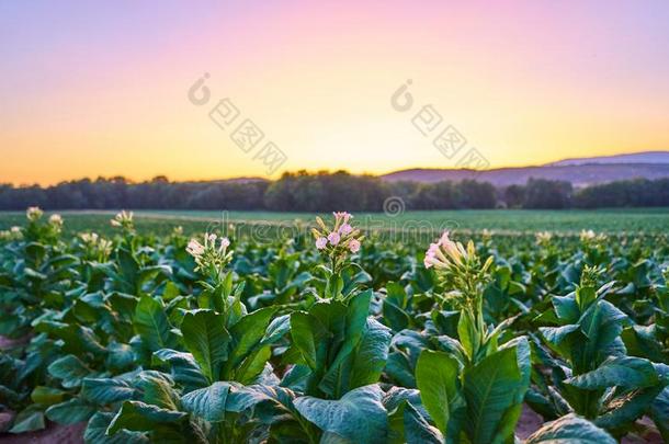 烟草种植园在日落采用LaoPeople'sRepublic老挝人民共和国很,埃斯特雷马杜拉,Spa采用