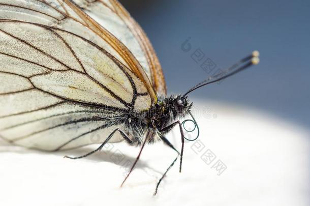 美丽的白色的蝴蝶宏指令波特雷特