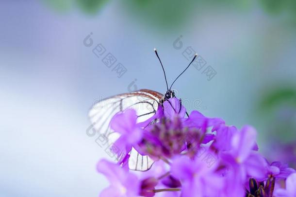 美丽的白色的蝴蝶向紫色的花花