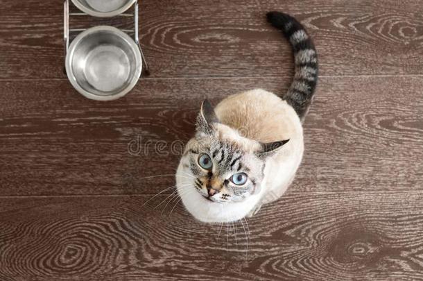饥饿的尖口鲷猫和蓝色眼睛<strong>要求</strong>高的食物