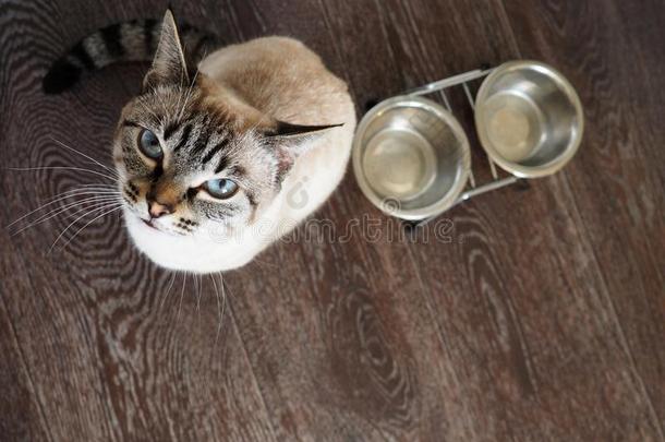 饥饿的尖口鲷猫和蓝色眼睛要求高的食物
