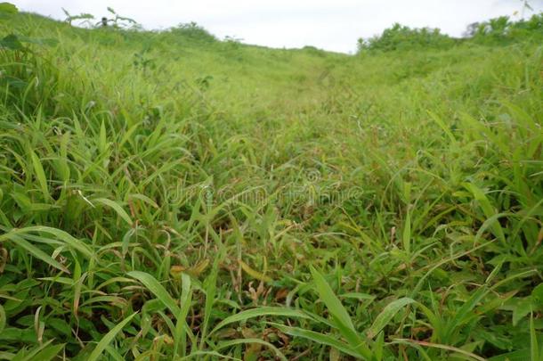 风景优美的看法关于温室风景和小<strong>山</strong>和蓝色天