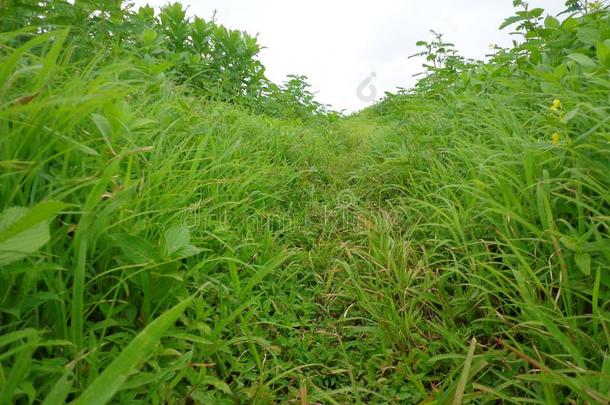 风景优美的看法关于温室风景和小山和蓝色天