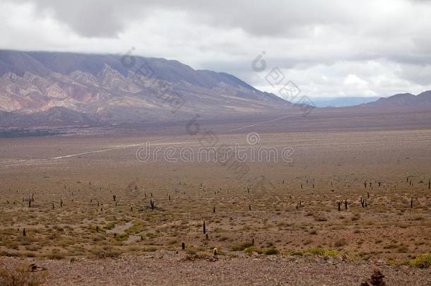 耙吸式挖泥船仙人掌在指已提到的人LosAngeles的简称耙吸式挖泥船esN在ional公园,阿根廷