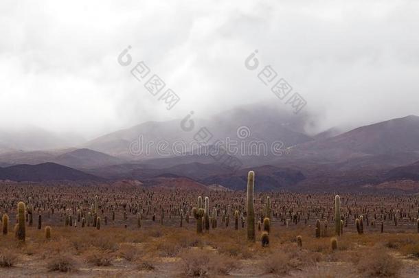 耙吸式挖泥船仙人掌在指已提到的人LosAngeles的简称耙吸式挖泥船esN在ional公园,阿根廷